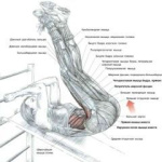 Скамья для пресса RS